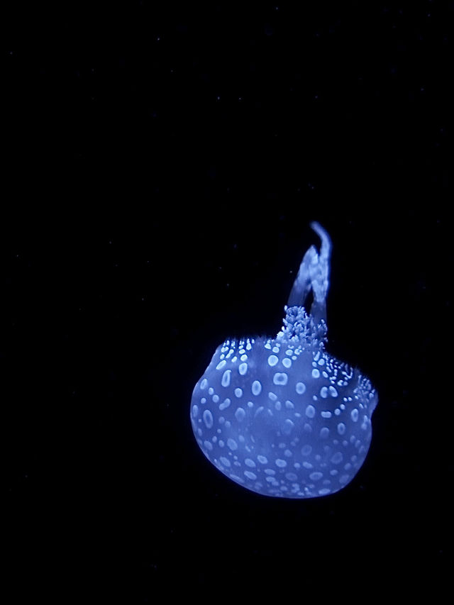 日本｜第一次來沖繩必到訪的美麗海水族館🪸