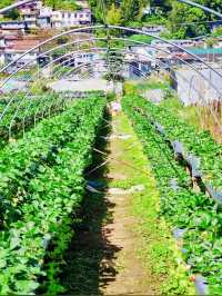 La Trinidad Strawberry Farm