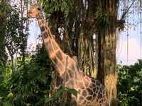 Singapore Zoo, Great Experience 