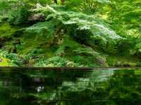 【京都市】紅葉だけでなく青葉も見事🌿