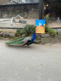 親子遊必去！ #伊豆仙人掌動物園
