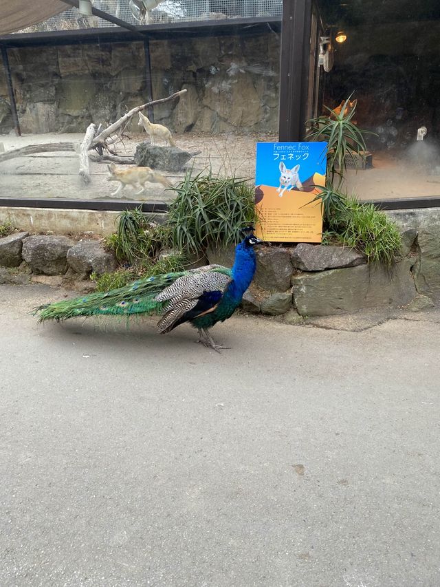 親子遊必去！ #伊豆仙人掌動物園
