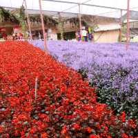 Beautiful Lavender Farm in Cameron Highlands 