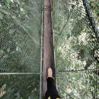 BREATHTAKING TREETOP WALK