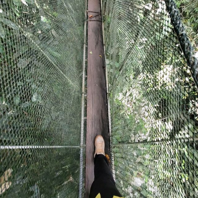 BREATHTAKING TREETOP WALK
