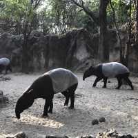 近距離跟老虎、長頸鹿和駱駝互動的超有趣動物園 🦒🐯🐫
