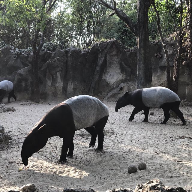 近距離跟老虎、長頸鹿和駱駝互動的超有趣動物園 🦒🐯🐫