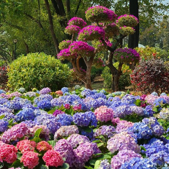 賞花🌺@天水圍公園🌳