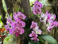 Stunning Orchids at National Orchid Gardens