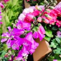 疫情後的花展