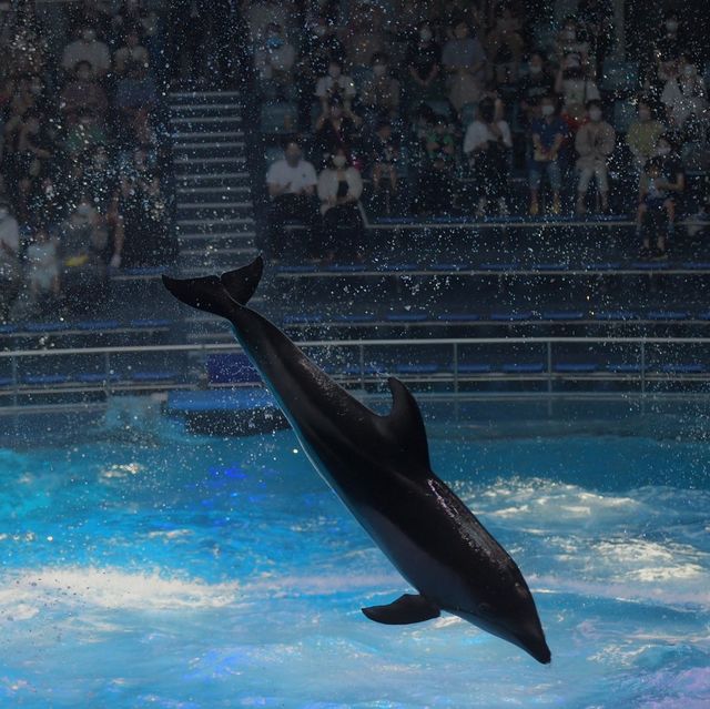 マクセル アクアパーク品川〜日本トップクラス水族館〜