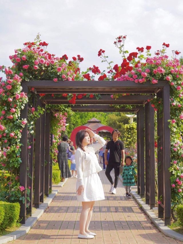 대구에서 가장 핫한 유명장미명소 🌹💗