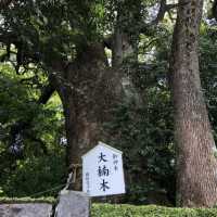 【大分観光】別府パワースポット🌳