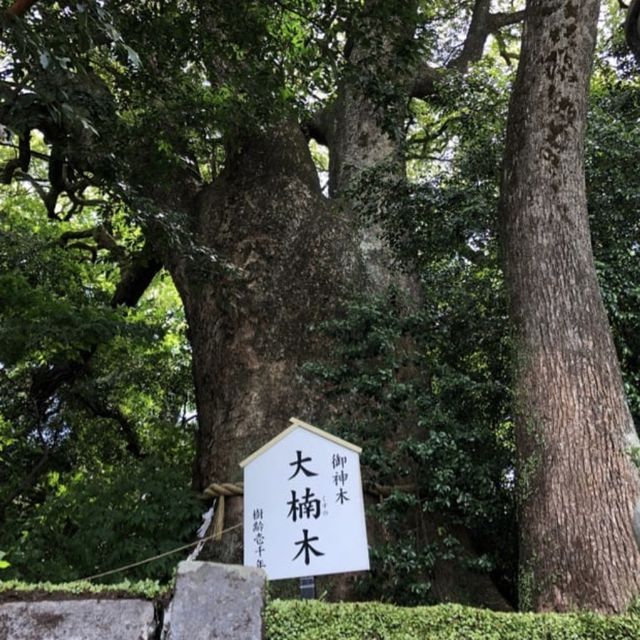 【大分観光】別府パワースポット🌳