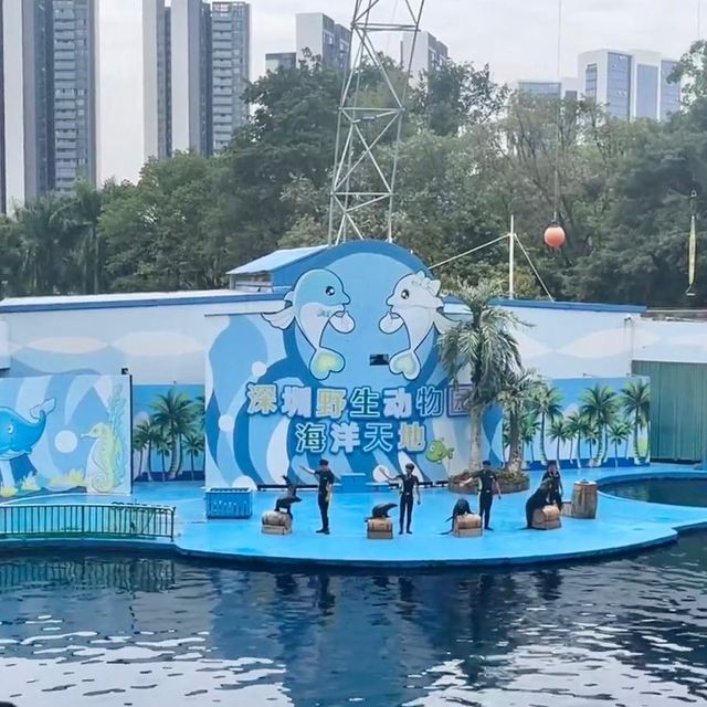 🦁 深圳野生動物園 | 親子好去處 🐼