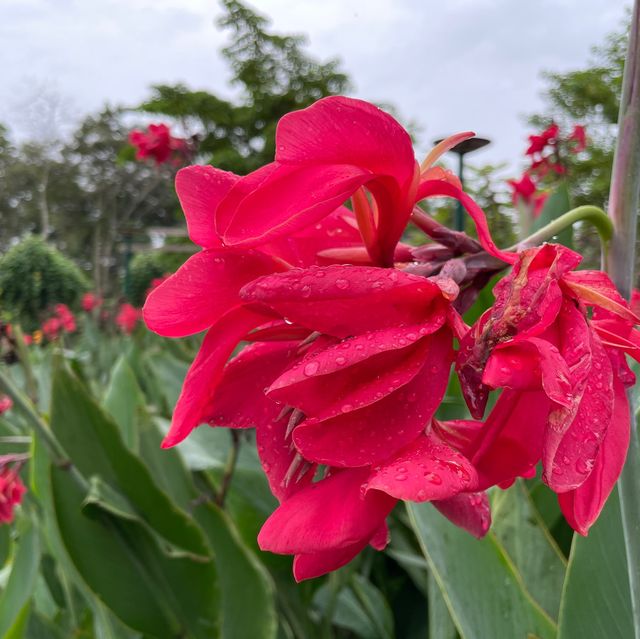 Angkor's Blooming Haven: Nature's Delight