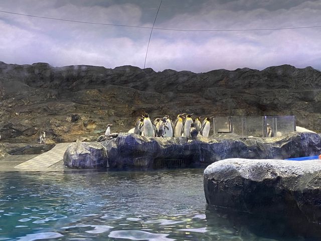 🐧Penguin Cove ❄️