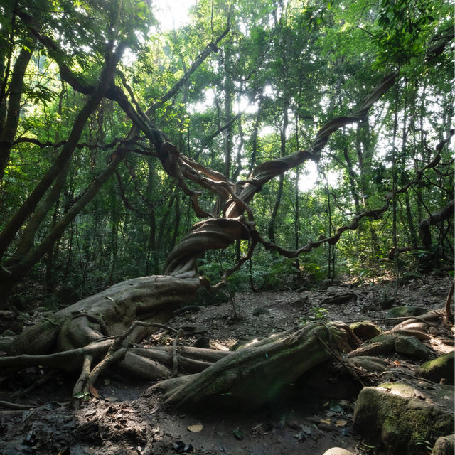 香港🇭🇰 ｜🌟香港最大巨藤🌲 - 松仔園藤王
