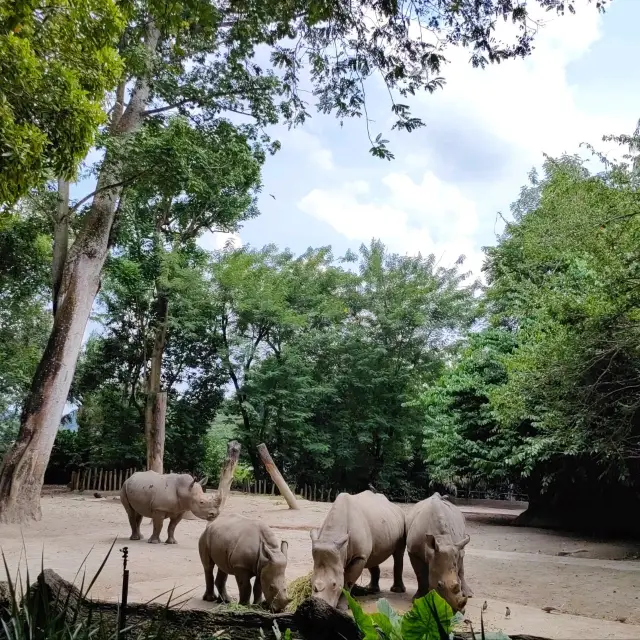 親子遊新加坡日間動物園