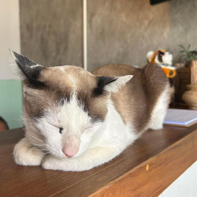 📍: Sleepy House 🐱🏡✨