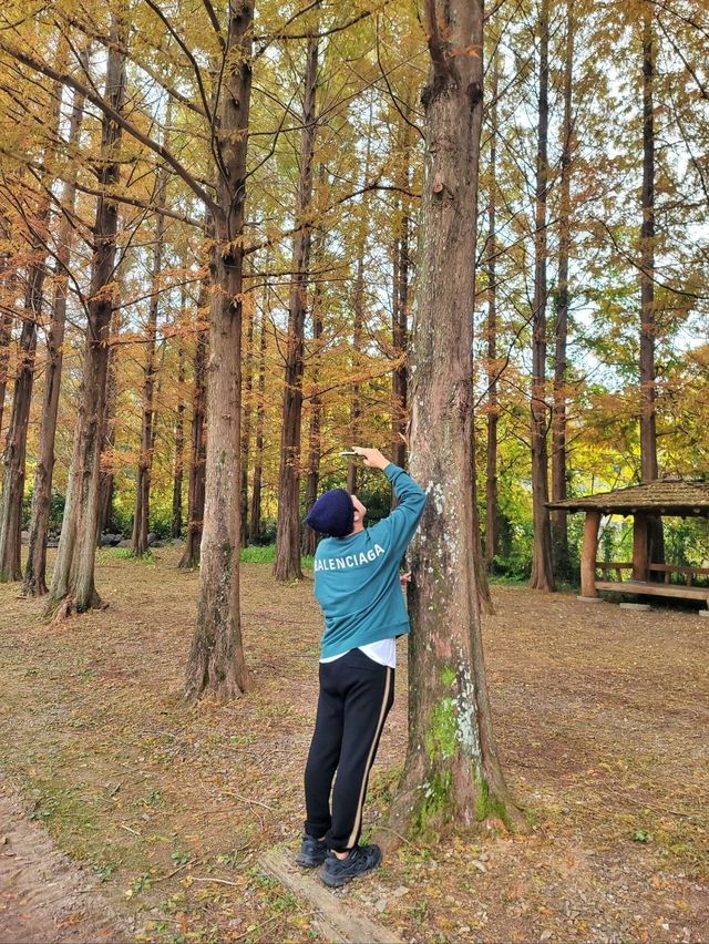 늦가을 즐기기 딱좋은 메타세콰이어길🍂