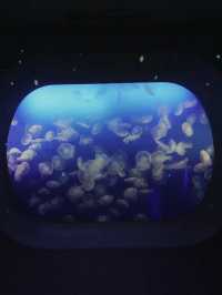 【神奈川(江ノ島)】輝きに包まれるJewel (宝石)✖️Aquarium (水族館)