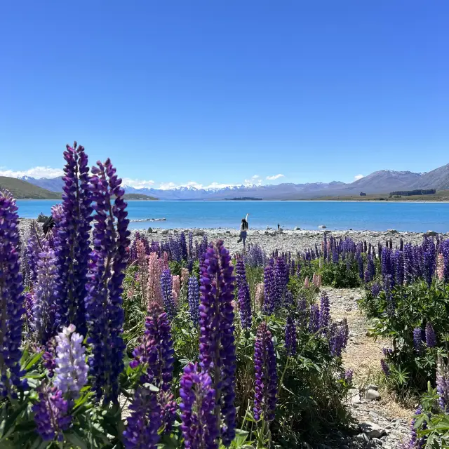 Lake Tekapo 欣賞絕美魯冰花