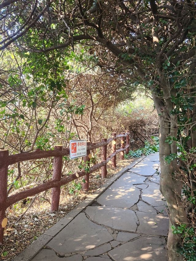 제주여행 남쪽코스 울창한 숲과 바다 가볍게 산책하기좋은 "큰엉해안경승지"