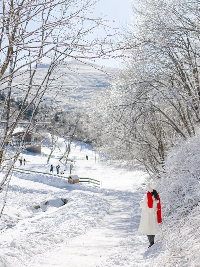 파란하늘 새하얀 눈의 대관령 양떼목장 🐑🐑❄️