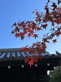 《不能錯過的圓光寺》
