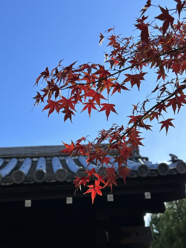 《不能錯過的圓光寺》
