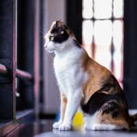 Purrfect Day at The Cat Cafe SG