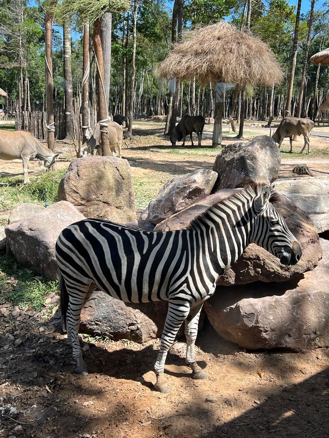 富國島最新親子景點之一😬珍珠島野生動物園❤️近距離接觸小動物