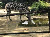 Singapore Zoo 🗺️