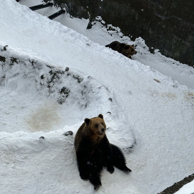 Beary Snowy Fun!