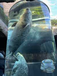 【北海道旅遊】旭山動物園企鵝仔巡遊，join day tour省心