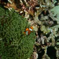 Iboih, Aceh snorkeling.. moment to joy