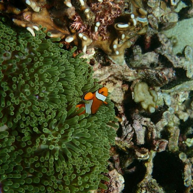 Iboih, Aceh snorkeling.. moment to joy