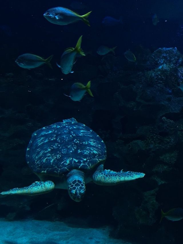 Visiting Aquaria KLCC, Kuala Lumpur 🇲🇾