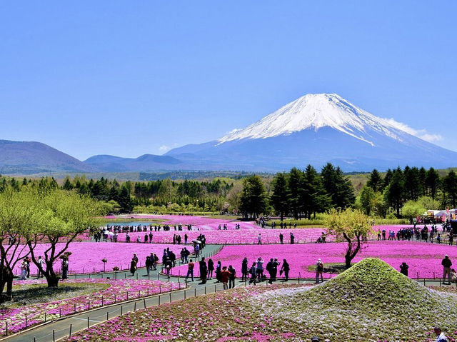 Fuji Shibazakura Festival