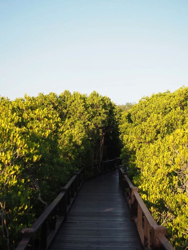 เดินป่าชมทุ่งโปรงทอง | วนอุทยานแห่งชาติปราณบุรี🌳