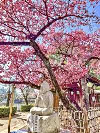 【東京】既に満開の桜が咲くパワースポット