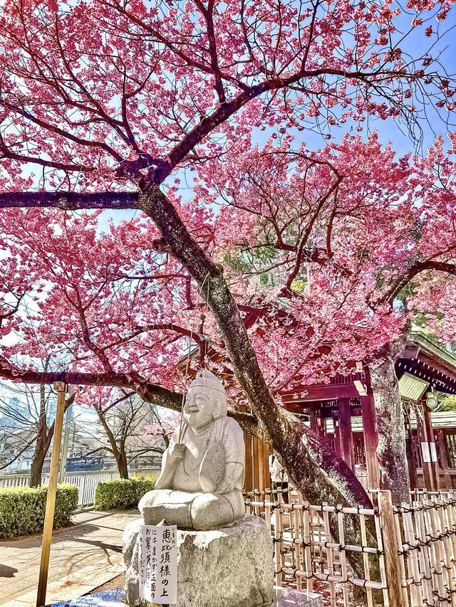 【東京】既に満開の桜が咲くパワースポット