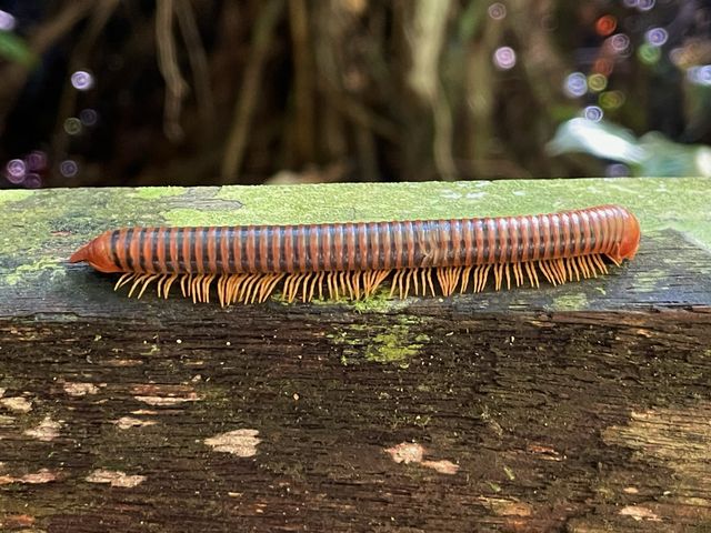 Found red millipede in the heart of Mulu.