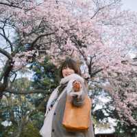 【東京】都内でお花見するなら「新宿御苑」へGo🚶‍♀️
