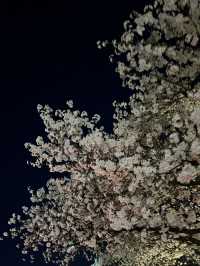 청주 벚꽃명소🌸 무심천🏞️