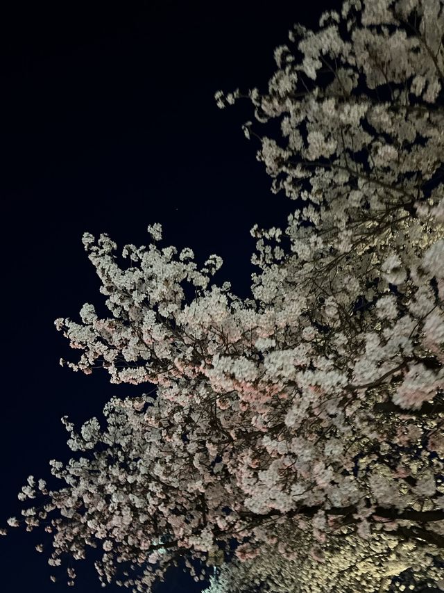 청주 벚꽃명소🌸 무심천🏞️