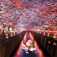 Japan Riverside Sakura Serenity