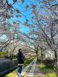 Is this the best spot in Kyoto?