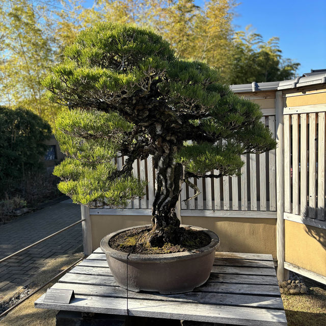 Life Lessons from a Bonsai Tree